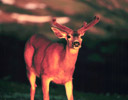 Black-tail Buck in Last Light