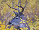 Mule Deer buck in Autumn Yosemite Valley, Yosemite n.p., California