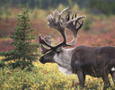 Caribou Denali N.P., AK.