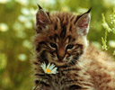 Captive Baby Bobcat & Daisy