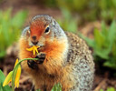 Columbia Ground Squirel & Glacier Lily