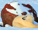Polar Bears of Churchill Manitoba