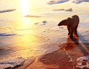 Polar Bears of Churchill Manitoba