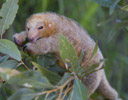 Pygmy Anteater, Manu Jungles Peru