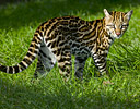 Ocelot of the Pantanal Brazil -captive-