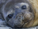 Young Elephant Seal South Georgia Island