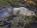 Nursing Harbor Seal Pup