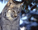 Captive Linx in Montana's Winter Snow