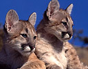 Captive Baby Mountain Lions, Montana