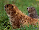 Olympic Marmot with Baby Olympic N.P., WA