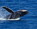 Surfacing Humbpack Whale, Alaskan Waters
