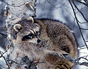 Raccoon in Paper Birch wintertime snows Montana