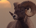 Bighorn Ram with setting sun, Yellowstone NP, WY
