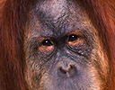 Male Orangutan