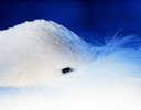 Tundra Swan Resting