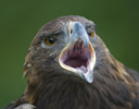 Captive Golden Eagle Calling Out