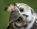 Great Horned Owl