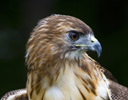 Red-tailed Hawk