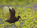Wattled Jacana, Manu Jungle Peru