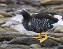 Female Kelp Goose, Falkland Islands