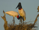 Jabiru in nest Pantanal Brazil