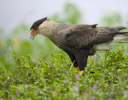 Crested Caracara, Pantanal Brazil