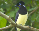Plush-crested Jay, Brazil