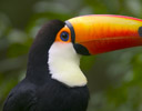 Toco Toucan, Brazil