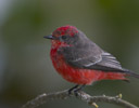 Vermilion Flycatcher, Brazil