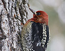 Red-breasted Sapsucker Seattle Washington