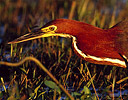 Rufescent Tiger-Heron Pantanal Brazil