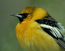 Male Hooded Oriole Arizona