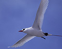 Red-tailed Tropic Bird in Flight Midway Island, Hawaii
