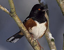 Rufous-sided Towhee in Winter Snow Sammamish, Washington