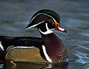 Male Woodduck Lake Washington, Seattle Washington