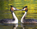 Pair of Crested Grebes, Keukenhof Gardens Netherlands.