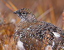 Willow Ptarmigan, Denali NP, AK.