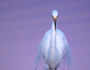 Great Egret in reflection calm waters of Ding Darling N.W.R., Florida Sunset