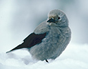 Clarks Nutcracker in snow