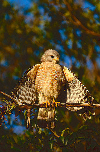 Darrel Gulin Photography | Gallery | Birds