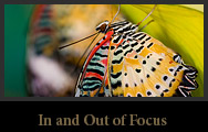 In & Out of Focus